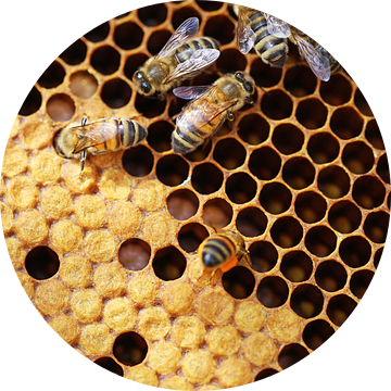 Close-up van een honingraat met bijen van Udo Herrmann