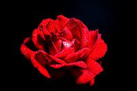 rose