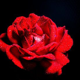 roos van Arnd Tillmann