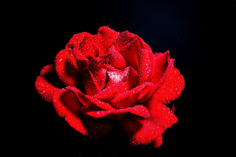 rose by Arnd Tillmann