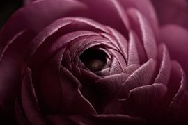 Eine alte rosa Blume öffnet sich langsam im Licht