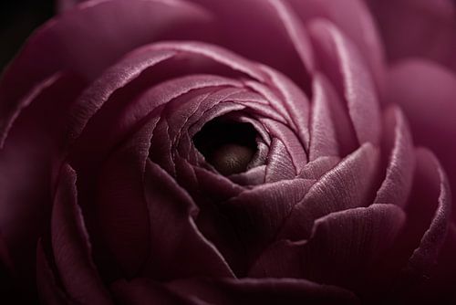 Een oud roze bloem gaat langzaam open in het licht