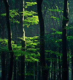 Spring green in a beech forest by Rick Kloekke