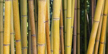 Rough yellow bark bamboo by Walter G. Allgöwer