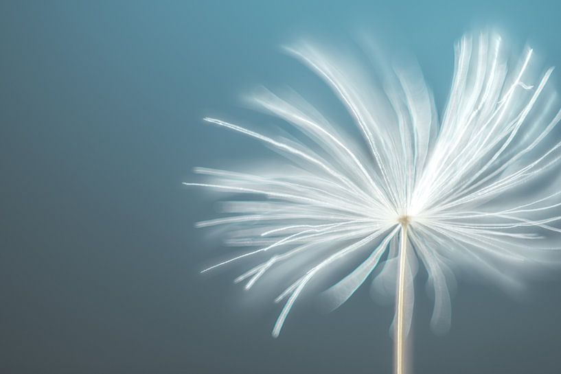 Dance of Light and Life by Gerry van Roosmalen