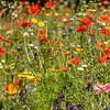 Feldblumenstrauß mit einer schönen Palette von Wildblumen von John Kreukniet