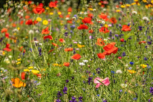 Veldboeket met een prachtig kleurenpalet van wilde bloemen