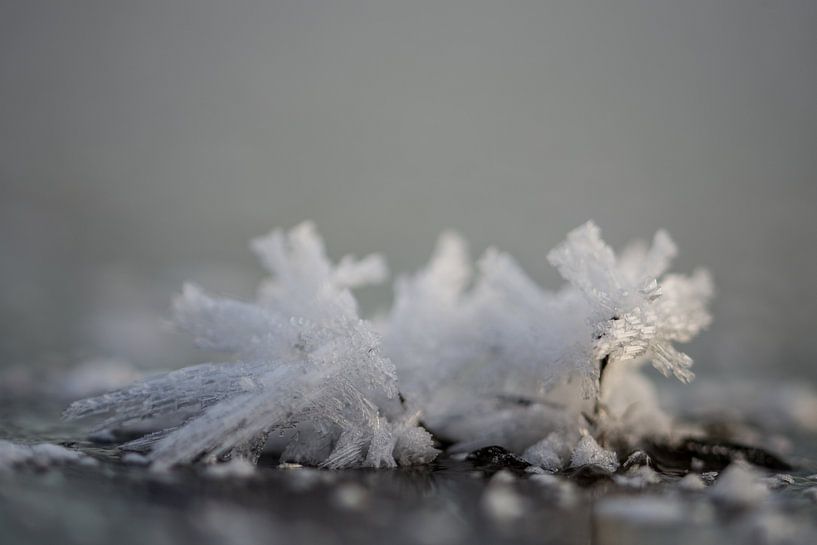 winter by Bart Liesenborgs