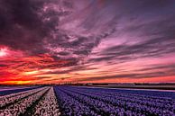 Flower field sunset van Angel Flores thumbnail