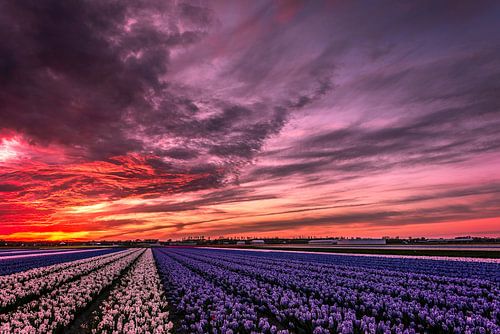 Flower field sunset
