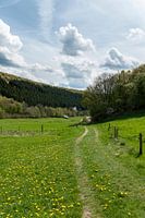 Groen wandelpad