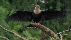 Anhinga anhinga