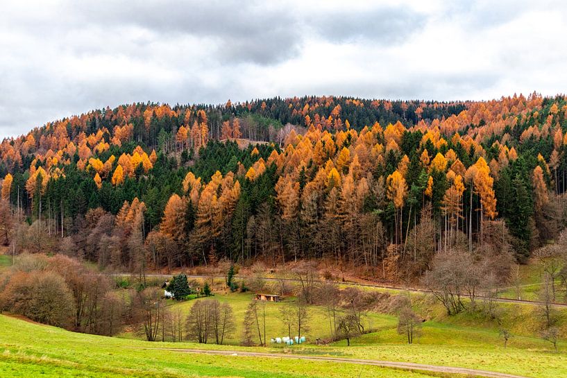 Randonnée à travers une forêt de Thuringe haute en couleur par Oliver Hlavaty