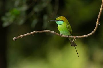 The Hunter's Focus: Kleine Groene Bijeneter in Detail