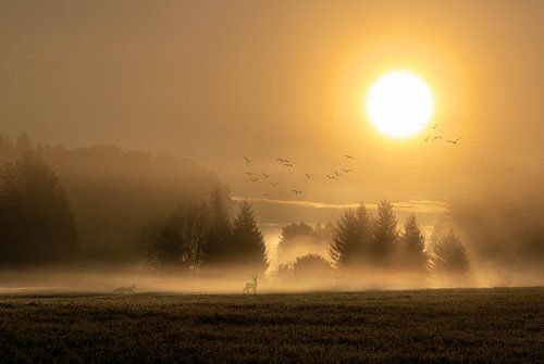 Mystieke van Einhorn Fotografie