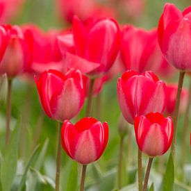 Close up van tulpen in bloei van Edwin Nagel