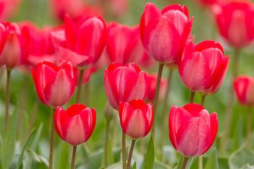 Close up van tulpen in bloei van Edwin Nagel