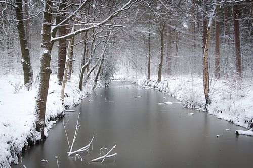 Trees and branches with snow along dreamy frozen water in the woods