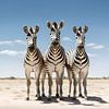 Drie zebra's op een rij van StudioMaria.nl