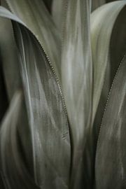 Caribbean cactus | Curaçao, Antilles by Trix Leeflang