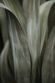 Karibischer Kaktus | Curaçao, Antillen