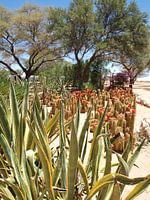 Namibië cactussen bij Moose Backery