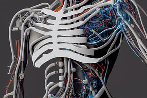 Illustration eines Skeletts mit Anatomie