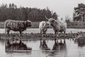 Schottische Highlander mit Reflexion