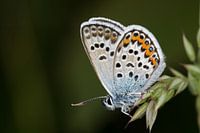 Silver-studded Blue (Plebejus argus)