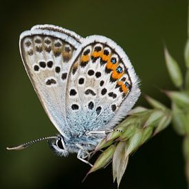 Silver-studded Blue (Plebejus argus) sur Jaco Visser