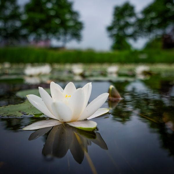 Witte Lotus van edwin reitsma