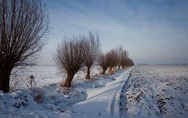 Fietspad Noordoostpolder met wilgen in de sneeuw