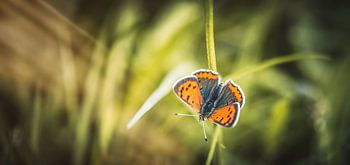  “Be a fairy. Dance like a butterfly.” 