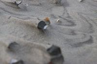 Strandkunst mit schönen Linien um Muscheln