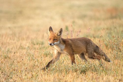 Vos in de vroege ochtend op de Schotsman 2