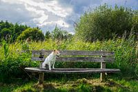 Doggy nature
