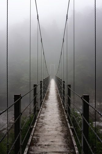 The footbridge in the forests of Yakushima