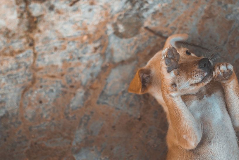 Un joli chiot sur le sol par Laura