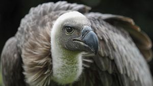 De witruggier (Gyps africanus) von Jan Plukkel