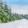 Winter Landscape with Snow and Conifers by Nancy Pauwels Photo
