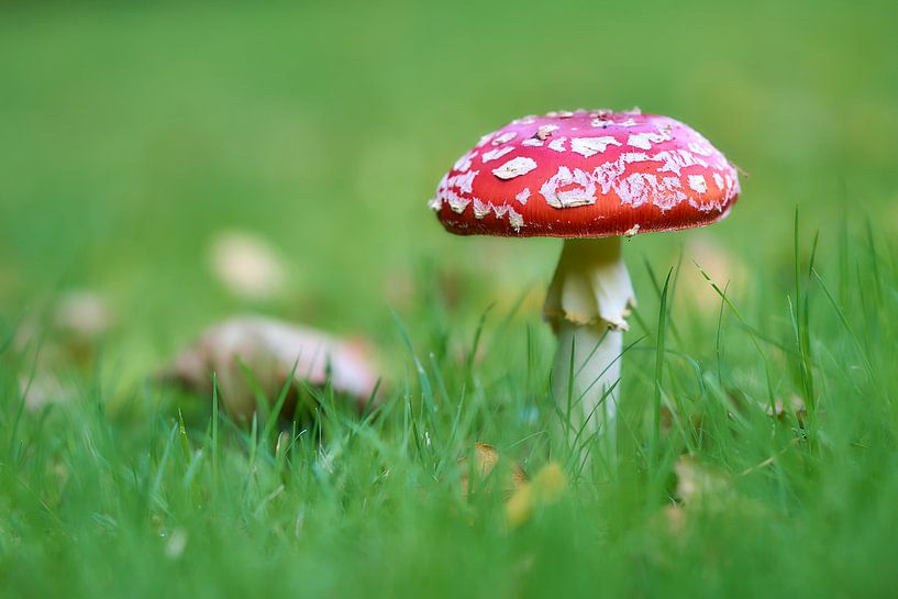 Fly agaric by Ad Jekel