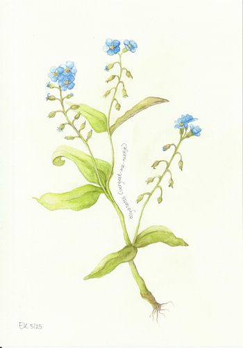 Botanische tekening - Vergeet-me-nietje van Esthers Nature Studio