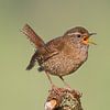 Zingende Winterkoning (Troglodytes troglodytes) van Beschermingswerk voor aan uw muur