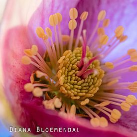 Diana Bloemendal photo de profil