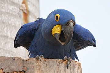 Papegaaien en ara's: Blauwe ara (Hyacinthara) kijkt recht de camera in, Pantanal Brazilië van Rini Kools