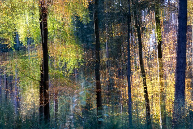 Les hêtres captent la lumière du soleil dans la forêt par Eugene Winthagen