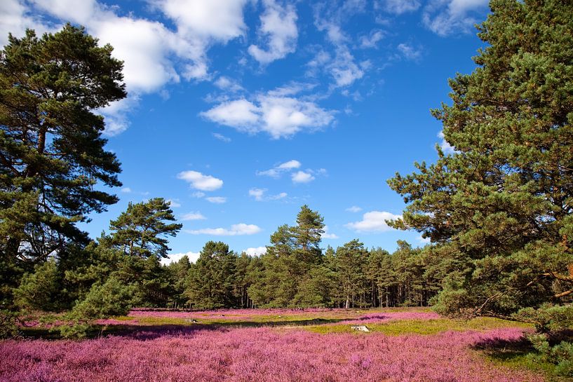 Heather by Bo Valentino