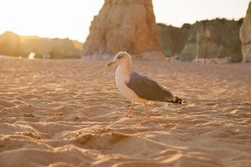 Seagull, Algarve Portugal. sur André Hamerpagt