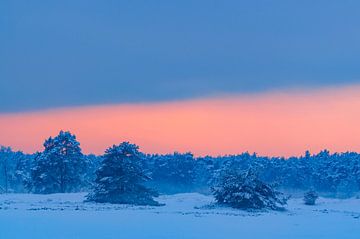 Besneeuwd winterlandschap in een stuifduingebied van Sjoerd van der Wal Fotografie
