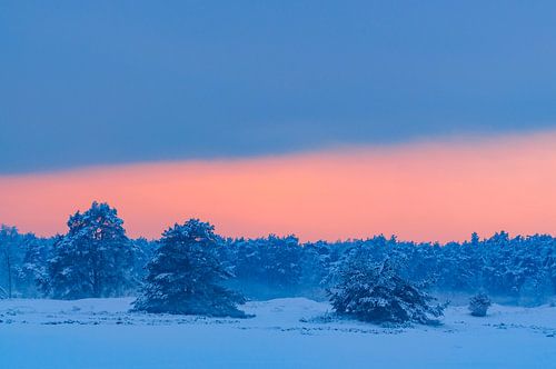 Besneeuwd winterlandschap in een stuifduingebied